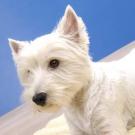 Luna - West Highland White Terrier (Westie, White Terrier  - Femelle