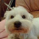 Juniorb - West Highland White Terrier (Westie, White Terrier  - Mâle