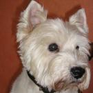 Igor - West Highland White Terrier (Westie, White Terrier  - Mâle