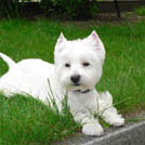 Othello - West Highland White Terrier (Westie, White Terrier  - Mâle