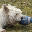 Nils - West Highland White Terrier (Westie, White Terrier  - Mâle