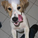 Balou - Jack Russell Terrier (Jack Russell d'Australie)  - Mâle