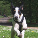 Bongo - Jack Russell Terrier (Jack Russell d'Australie)  - Mâle