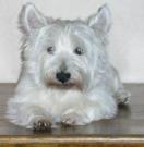 Tobby - West Highland White Terrier (Westie, White Terrier  - Mâle castré