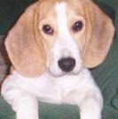 Caline - Beagle  - Femelle