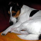 Ulysse - Jack Russell Terrier (Jack Russell d'Australie)  - Mâle