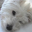 Oxana - West Highland White Terrier (Westie, White Terrier  - Femelle