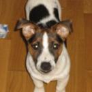 Enzo - Jack Russell Terrier (Jack Russell d'Australie)  - Mâle