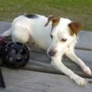 Alya - Jack Russell Terrier (Jack Russell d'Australie)  - Femelle