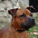Red diamont v/vonderhof - Staffordshire Bull Terrier  - Femelle