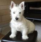 Casper - West Highland White Terrier (Westie, White Terrier  - Mâle