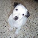 Domino - Jack Russell Terrier (Jack Russell d'Australie)  - Mâle
