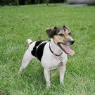 Ayate - Jack Russell Terrier (Jack Russell d'Australie)  - Femelle stérilisée