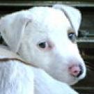 Argos des halliers de la lierre - Jack Russell Terrier (Jack Russell d'Australie)  - Mâle castré