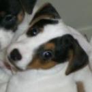 Diabolo - Jack Russell Terrier (Jack Russell d'Australie)  - Mâle