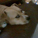 Viper - American Staffordshire Terrier (Staffordshire Terr  - Femelle
