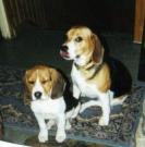 Dolly et regliss - Beagle  - Mâle