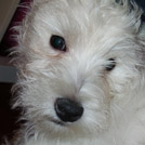 Choufy - West Highland White Terrier (Westie, White Terrier  - Mâle