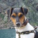 Chamade - Jack Russell Terrier (Jack Russell d'Australie)  - Femelle