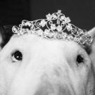 Amjel d.v.d.a on ice dit " darton" - Bull Terrier (English Bull Terrier)  - Mâle
