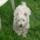 Chourmo a un ans ... - West Highland White Terrier (Westie, White Terrier  - Mâle