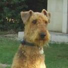 Pitch - Airedale Terrier  - Mâle