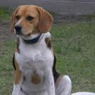 Doudie - Beagle  - Femelle