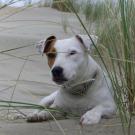 Alba - Jack Russell Terrier (Jack Russell d'Australie)  - Femelle stérilisée