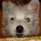Bounty - West Highland White Terrier (Westie, White Terrier  - Mâle