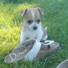 Doxie - Chihuahua (Chihuahueño)  - Femelle