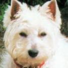 Sybelle - West Highland White Terrier (Westie, White Terrier  - Femelle