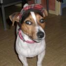 Louna - Jack Russell Terrier (Jack Russell d'Australie)  - Femelle