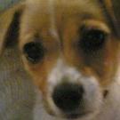 Bonnie - Jack Russell Terrier (Jack Russell d'Australie)  - Femelle