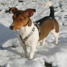 Clyde - Jack Russell Terrier (Jack Russell d'Australie)  - Mâle