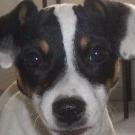 Zao - Jack Russell Terrier (Jack Russell d'Australie)  - Femelle