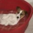 Looney - Jack Russell Terrier (Jack Russell d'Australie)  - Femelle