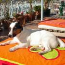 Bismuth - Jack Russell Terrier (Jack Russell d'Australie)  - Mâle