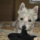 Celia - West Highland White Terrier (Westie, White Terrier  - Femelle stérilisée