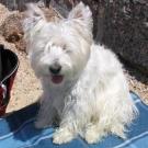 Titoune - West Highland White Terrier (Westie, White Terrier  - Femelle stérilisée