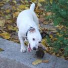 Betty - Jack Russell Terrier (Jack Russell d'Australie)  - Femelle stérilisée