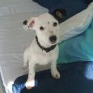 Betty - Jack Russell Terrier (Jack Russell d'Australie)  - Femelle stérilisée
