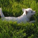 Océane - West Highland White Terrier (Westie, White Terrier  - Femelle