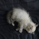 Luna - Chat domestique poil long  - Femelle stérilisée