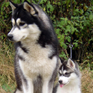 Buck et son fils damon - Husky Sibérien  - Mâle