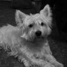 Patch - West Highland White Terrier (Westie, White Terrier  - Mâle
