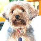 Betty boop - Yorkshire Terrier  - Femelle