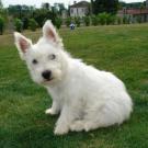 Diego - West Highland White Terrier (Westie, White Terrier  - Mâle