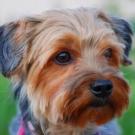 Pinky - Yorkshire Terrier  - Femelle