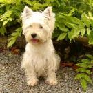 Benjy - West Highland White Terrier (Westie, White Terrier  - Mâle