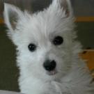 Anouck - West Highland White Terrier (Westie, White Terrier  - Femelle